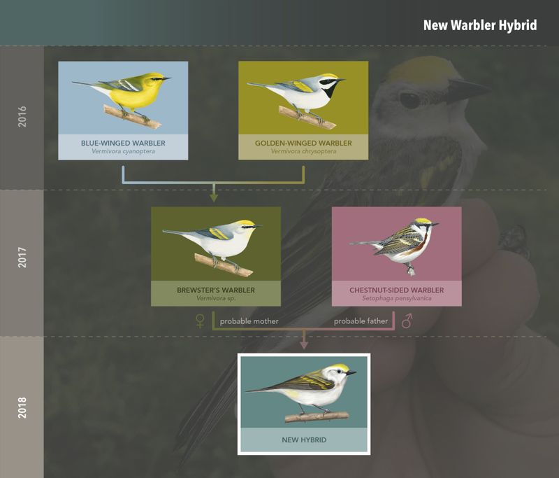 The three-in-one warbler’s presumed family tree.
